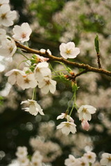 white cherry blossoms on a tree brumch, bokeh background
