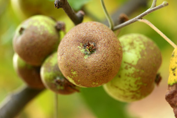 green apples in apple garden
