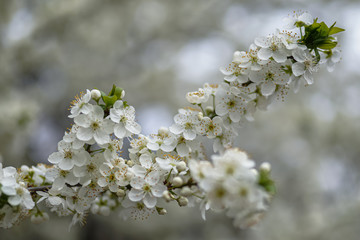 Allphotokz Blooming Trees 20190405 6690 A7M3