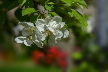 Allphotokz Blooming Trees 20190418 8590 D810