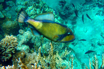Fototapeta na wymiar Titan triggerfish (Balistoides viridescens) in the coral reef in Red Sea