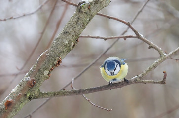 blue tit in the forest