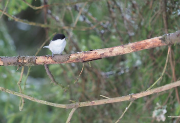 black-headed tit in the forest