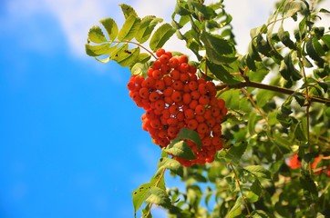 Rowan berries on branch with leaves on a background of blue sky