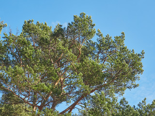 pine trees in the park. Spring