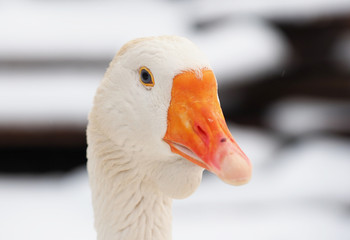 White goose in the village. Winter