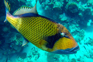 Titan triggerfish (Balistoides viridescens) in the coral reef in Red Sea
