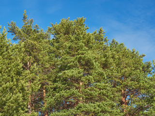 pine trees in the park. Spring