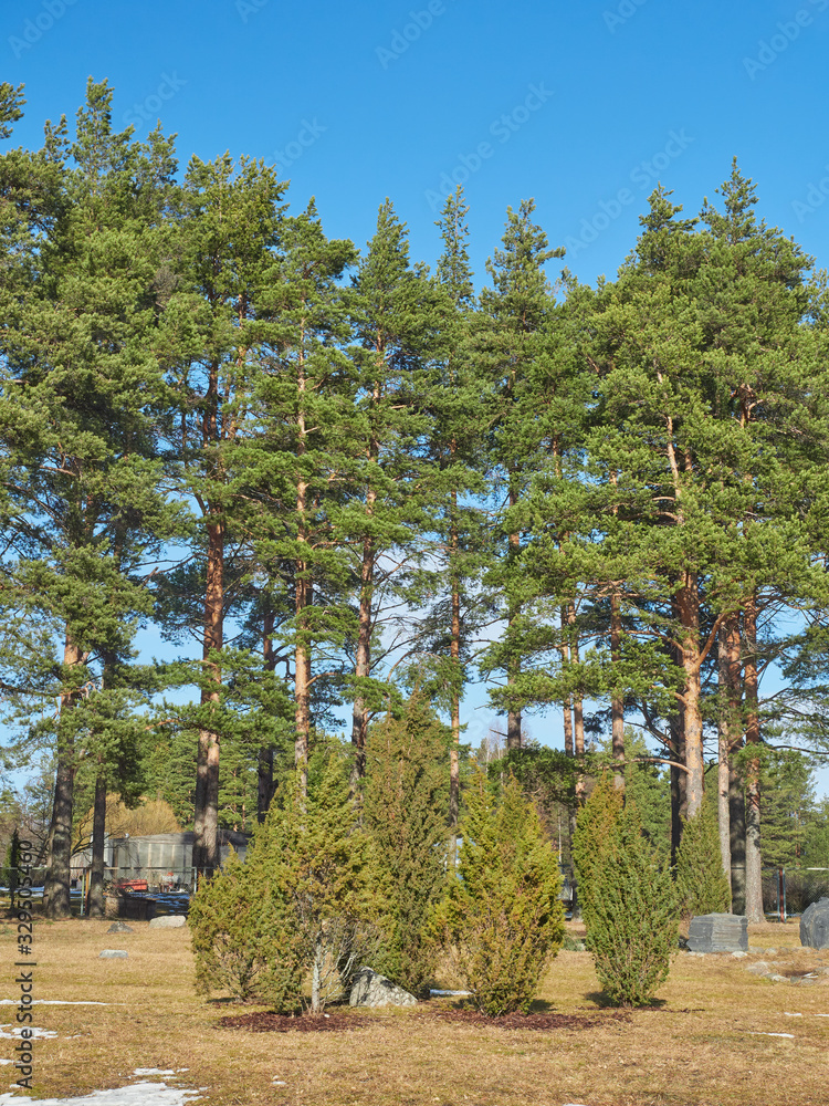 Sticker pine trees in the park. spring