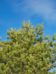 pine trees in the park. Spring