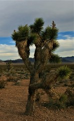 joshua tree in desert