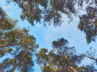 pine trees in the park. Spring