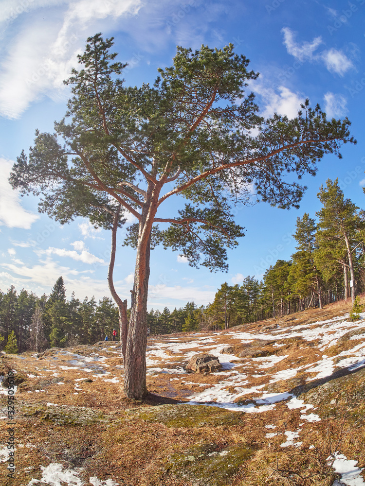 Canvas Prints pine trees in the park. Spring