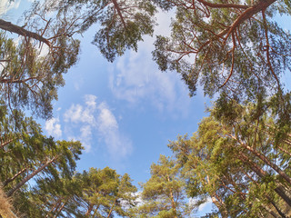 pine trees in the park. Spring