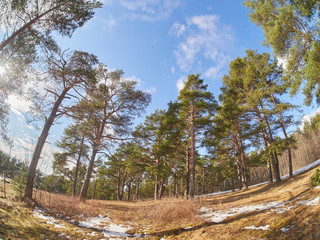 pine trees in the park. Spring