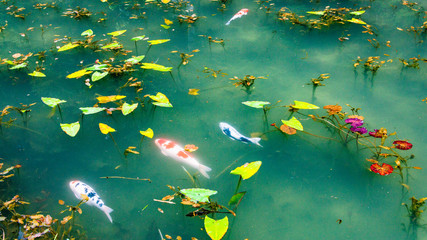 Fototapeta na wymiar モネの池