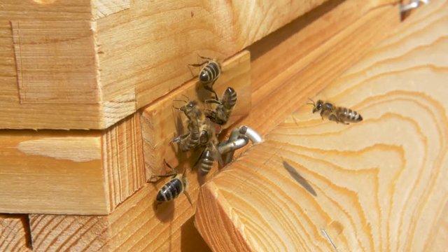 Colony of bees rushing in and out of wooden beehive