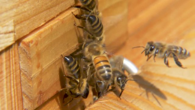 Apis Mellifera Carnica bees entering wooden beekeeping hive CLOSE UP
