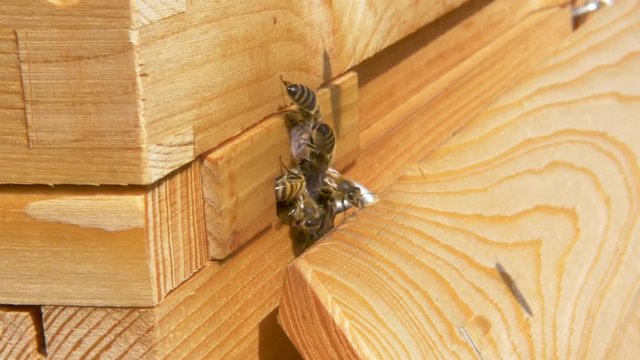Bees hover around entrance of wooden bee hive