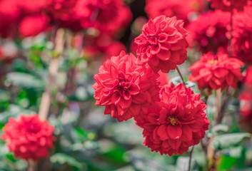 Red Dahlia flowers are blooming in the ornamental flower garden with nature blurred background