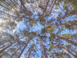 pines from bottom to top in the forest. Spring