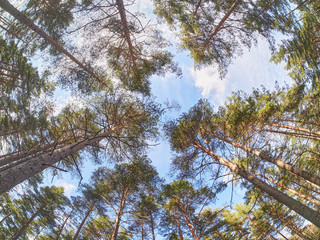 pines from bottom to top in the forest. Spring