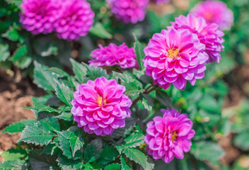 Pink Dahlia flowers are blooming in the ornamental flower garden with nature blurred background