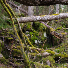 Moss covered tree limbs, Halleberg, Sweden