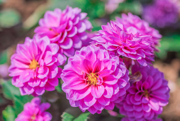 Pink Dahlia flowers are blooming in the ornamental flower garden with nature blurred background