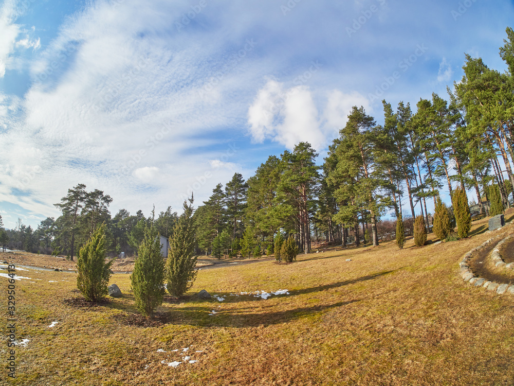 Sticker pine trees in the park. spring