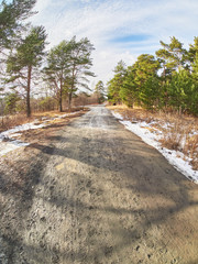 road in a pine forest. Spring