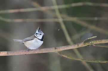 crested tit on a twig. forest