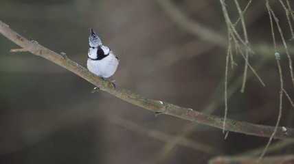crested tit on a twig. forest