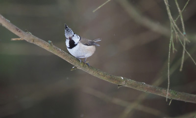 crested tit on a twig. forest