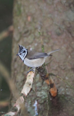 crested tit on a twig. forest