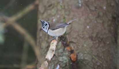 crested tit on a twig. forest