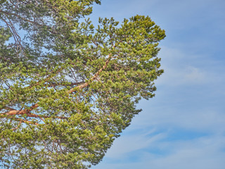 tall pine in the forest