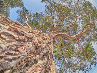 tall pine in the forest