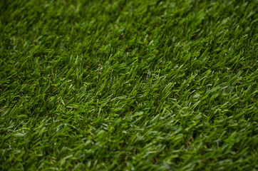 Green fresh grass background, texture