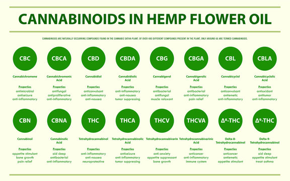 Cannabinoids in Hemp Flower Oil horizontal infographic illustration about cannabis as herbal alternative medicine and chemical therapy, healthcare and medical science vector.