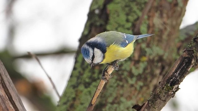 The Eurasian blue tit (Cyanistes caeruleus) is a small passerine bird in the tit family, Paridae.