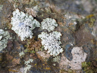 granite stone with lichen. background