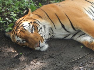 Royal Bengal Tiger image, Bengal tiger is one of famous wild animals in India. Image taken at sunny day at Bengal Safari Park (North Bengal) in India.