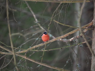 red bullfinch in the forest