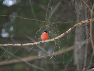 red bullfinch in the forest