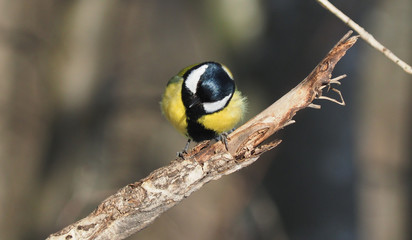 tit on a twig. winter