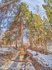 in the spruce forest in winter