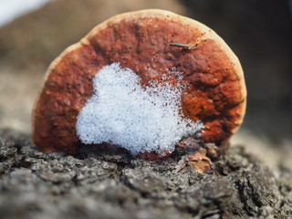 mushroom tinder fungus on a tree. forest