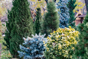Interesting species of coniferous trees and plants. Natural compositions with evergreen vegetation. Spruce and juniper trees in the warm season, sharp needles and thin leaves on trees and shrubs
