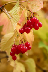 Viburnum berries on bushes in autumn - Gilaburu